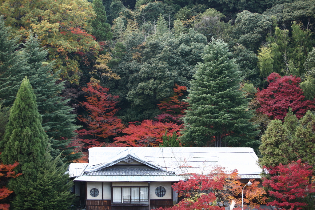 有馬　紅葉