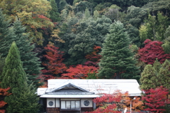 有馬　紅葉