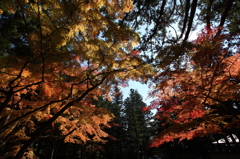 高野山　紅葉