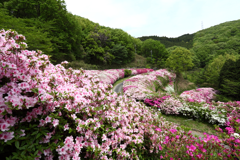 生駒山　ツツジ