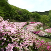 生駒山　ツツジ
