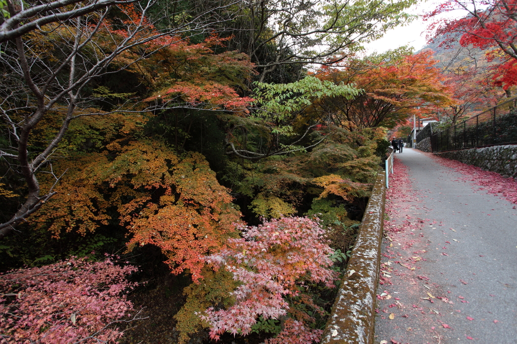 有馬　紅葉