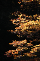 高野山　紅葉