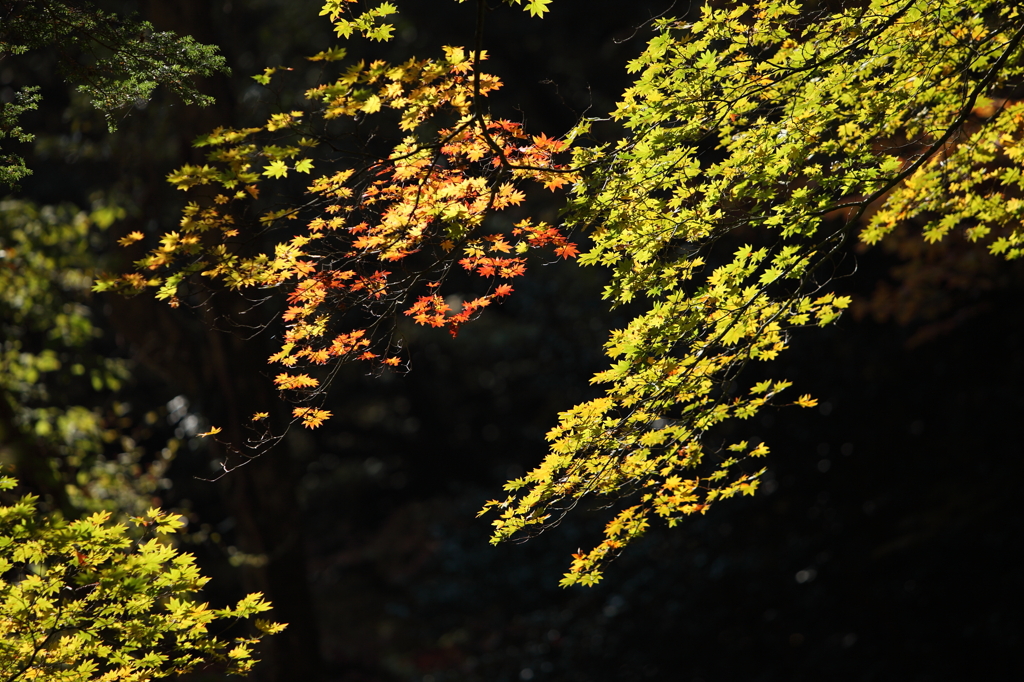 高野山　紅葉