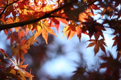 生駒山　紅葉
