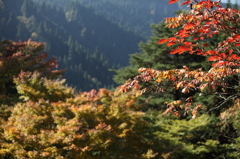 高野山　紅葉
