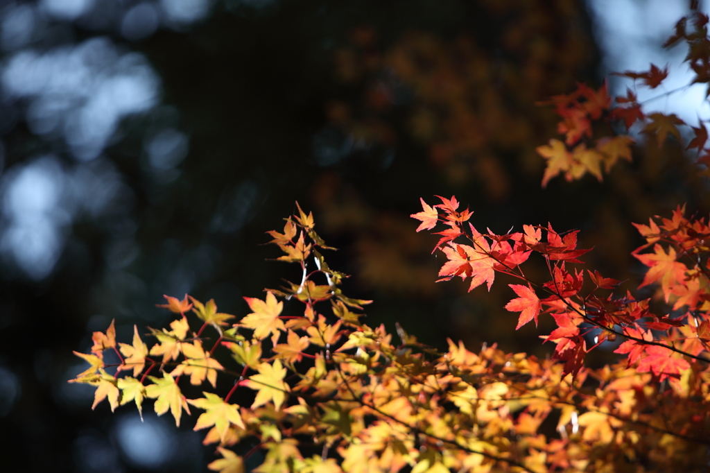 高野山　紅葉