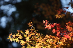 高野山　紅葉