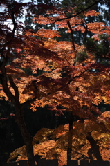 高野山　紅葉