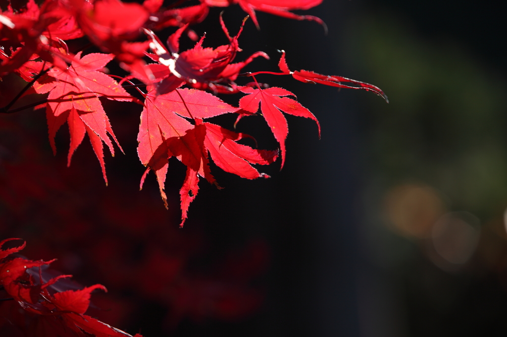高野山　紅葉