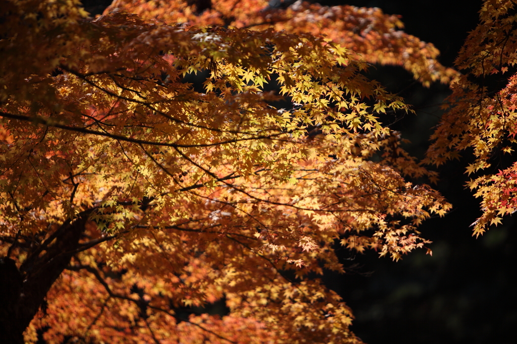 高野山　紅葉