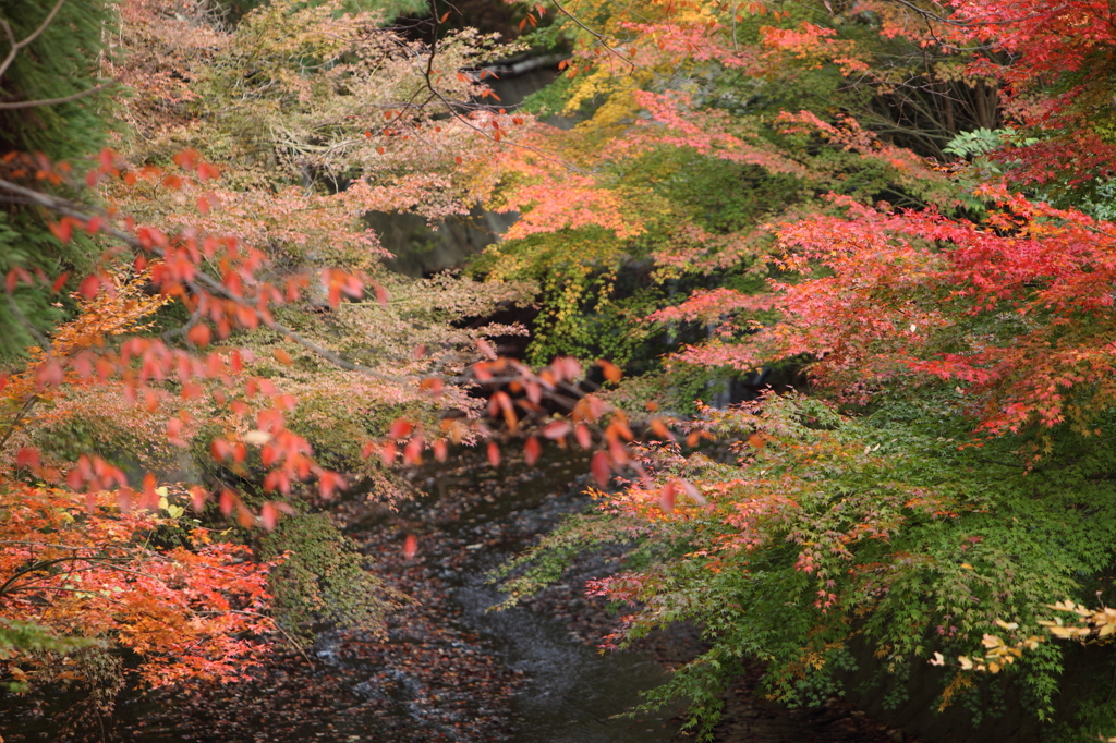有馬　紅葉