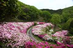 生駒山　ツツジ園