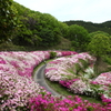生駒山　ツツジ園