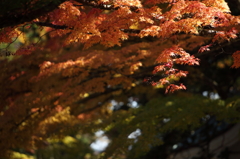 高野山　紅葉