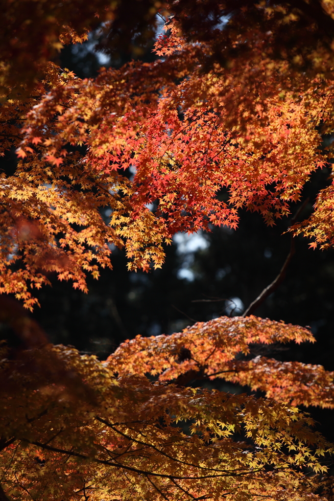 高野山　紅葉