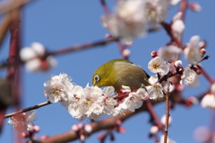 大阪城公園にて