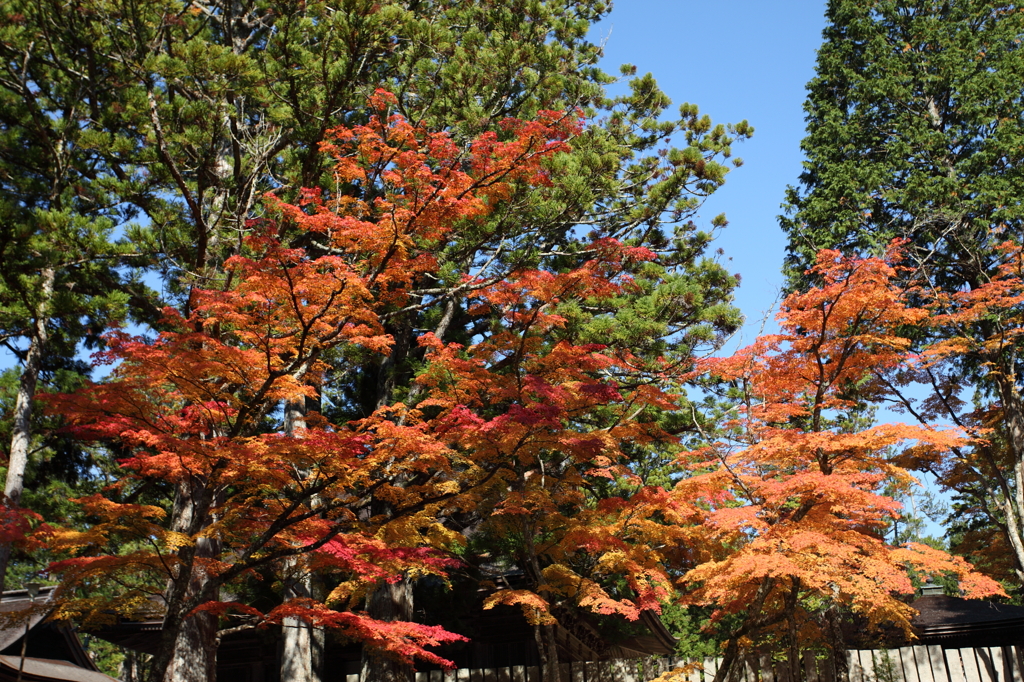 高野山　紅葉