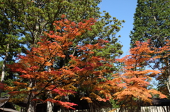 高野山　紅葉