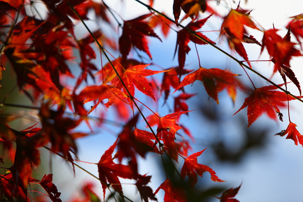 生駒山　紅葉