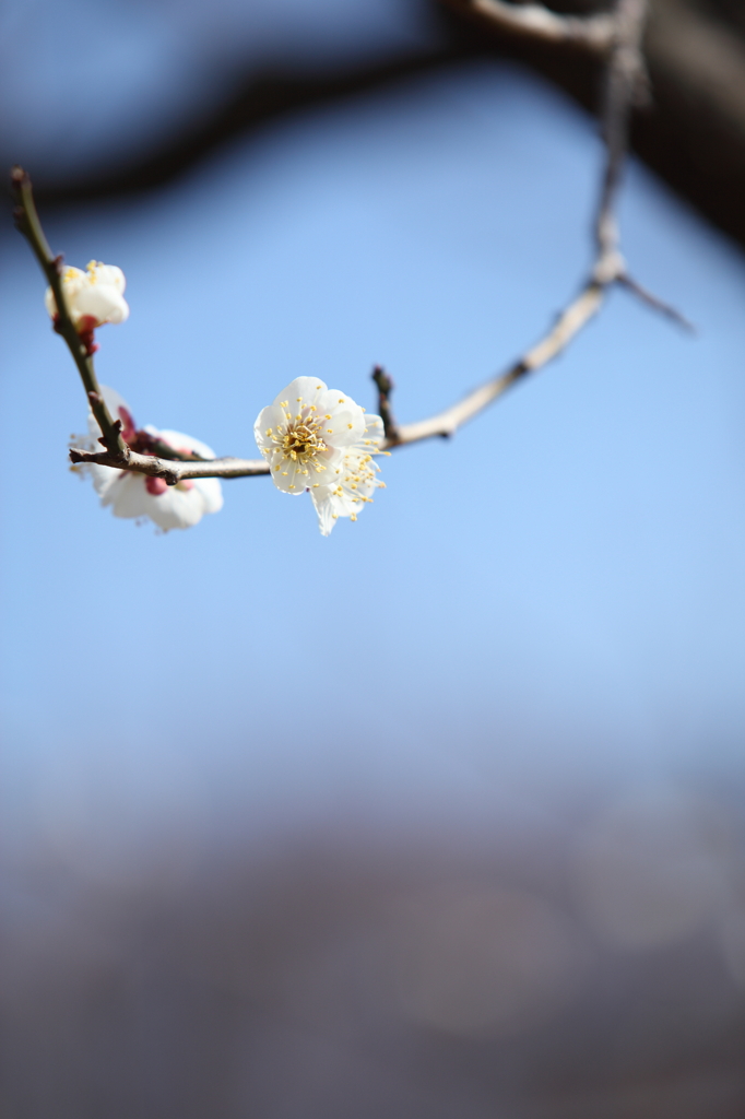 大阪城公園にて