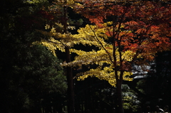 高野山　紅葉