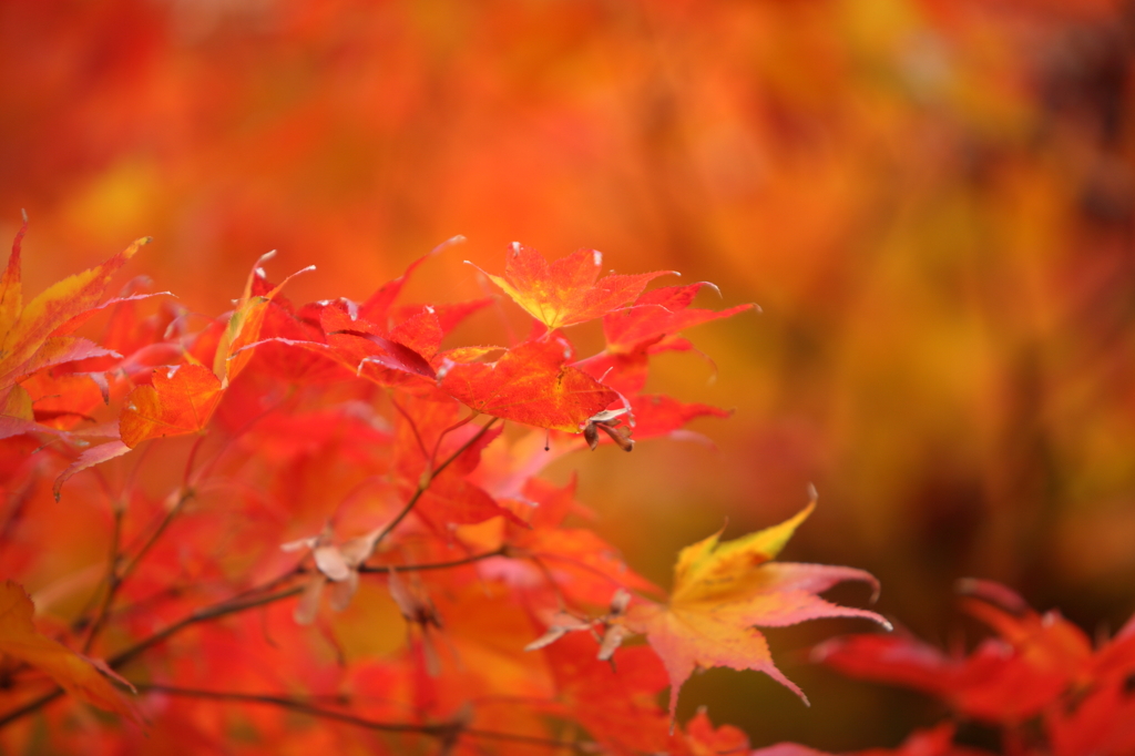 有馬　紅葉