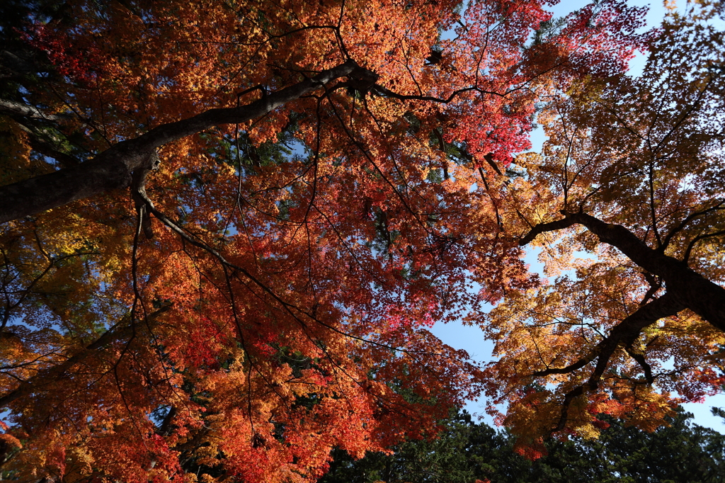 高野山　紅葉