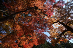 高野山　紅葉
