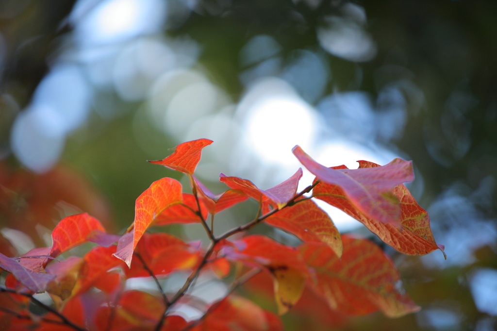 生駒山　紅葉