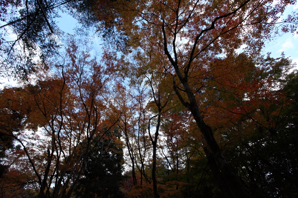 有馬　紅葉