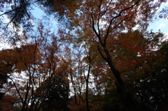 有馬　紅葉