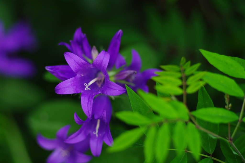 庭の花