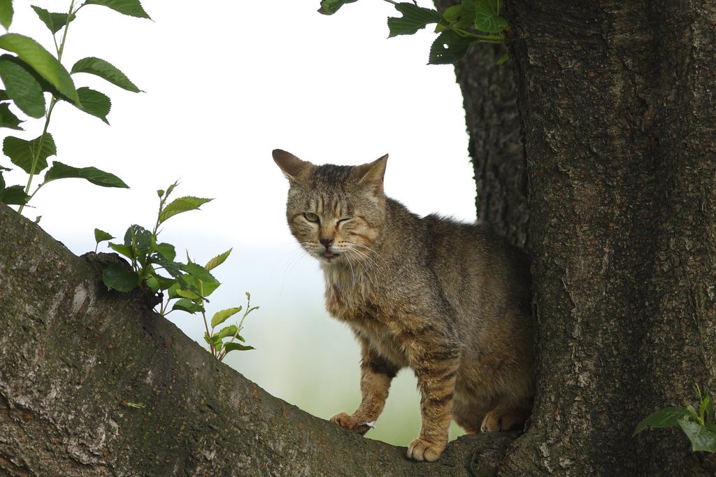 ウィンクだにゃん