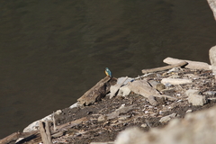 ダム湖のカワセミ