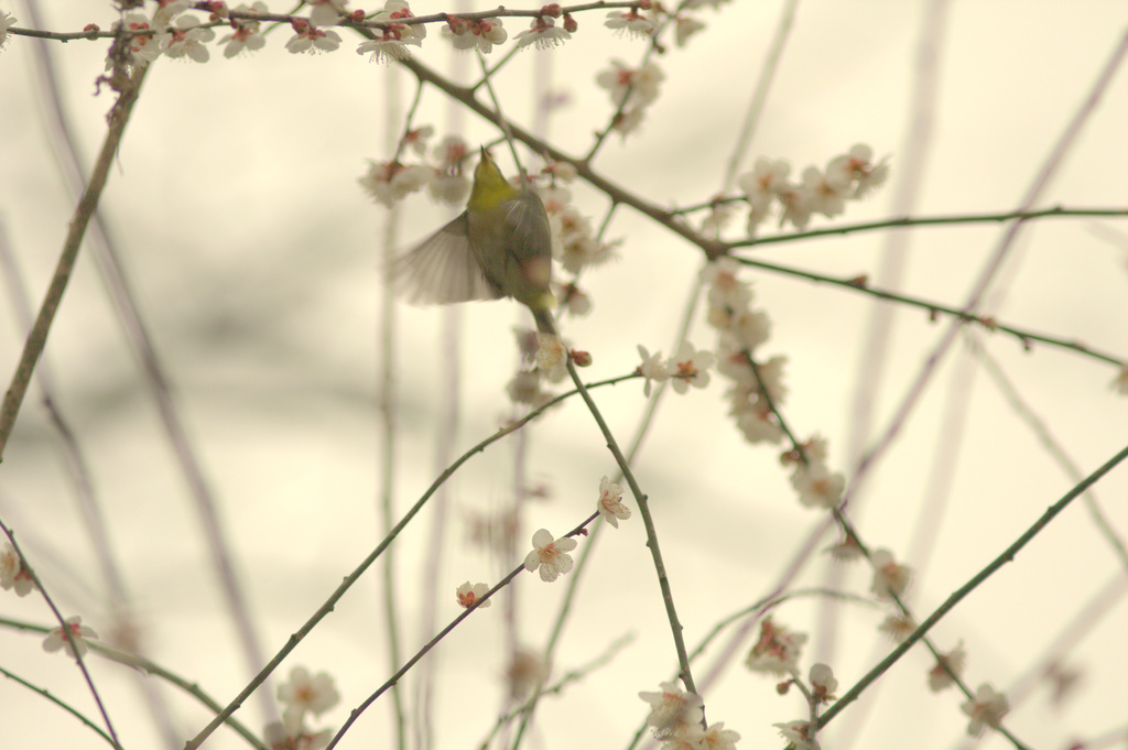 梅にメジロ