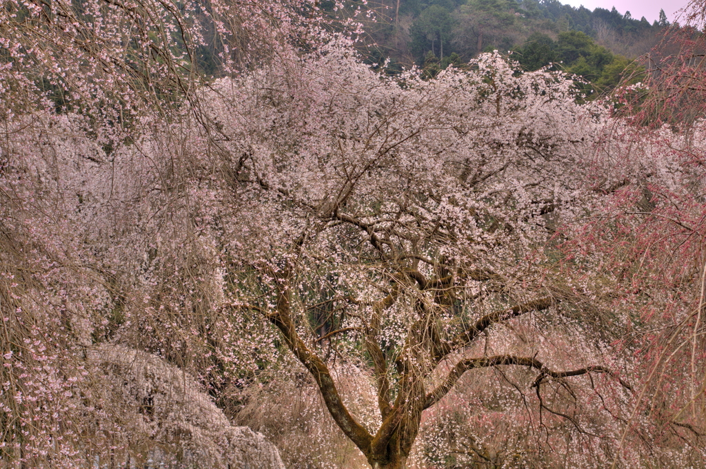 しだれ桜