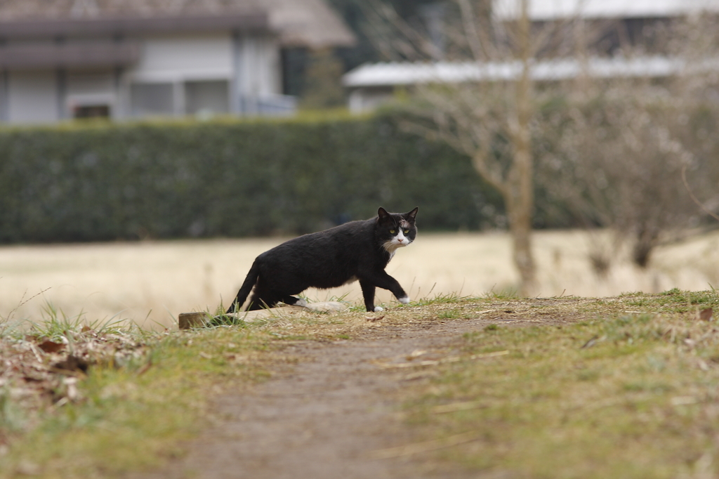 ボス猫登場