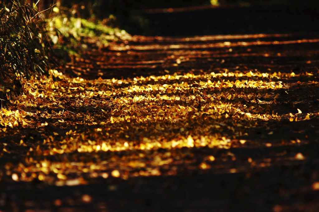 黄金林道