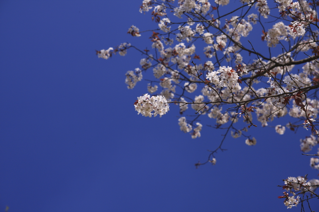 見上げ桜