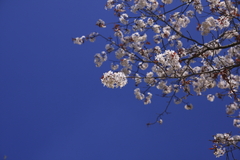 見上げ桜