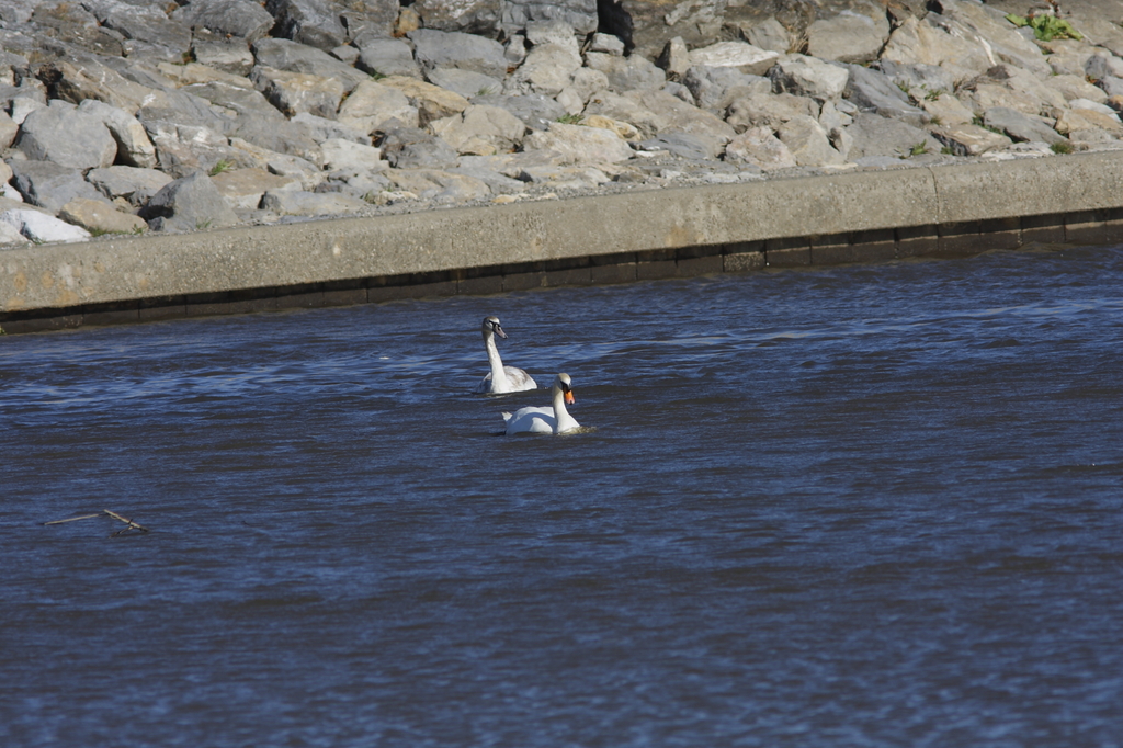 コブハクチョウ