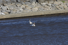 コブハクチョウ