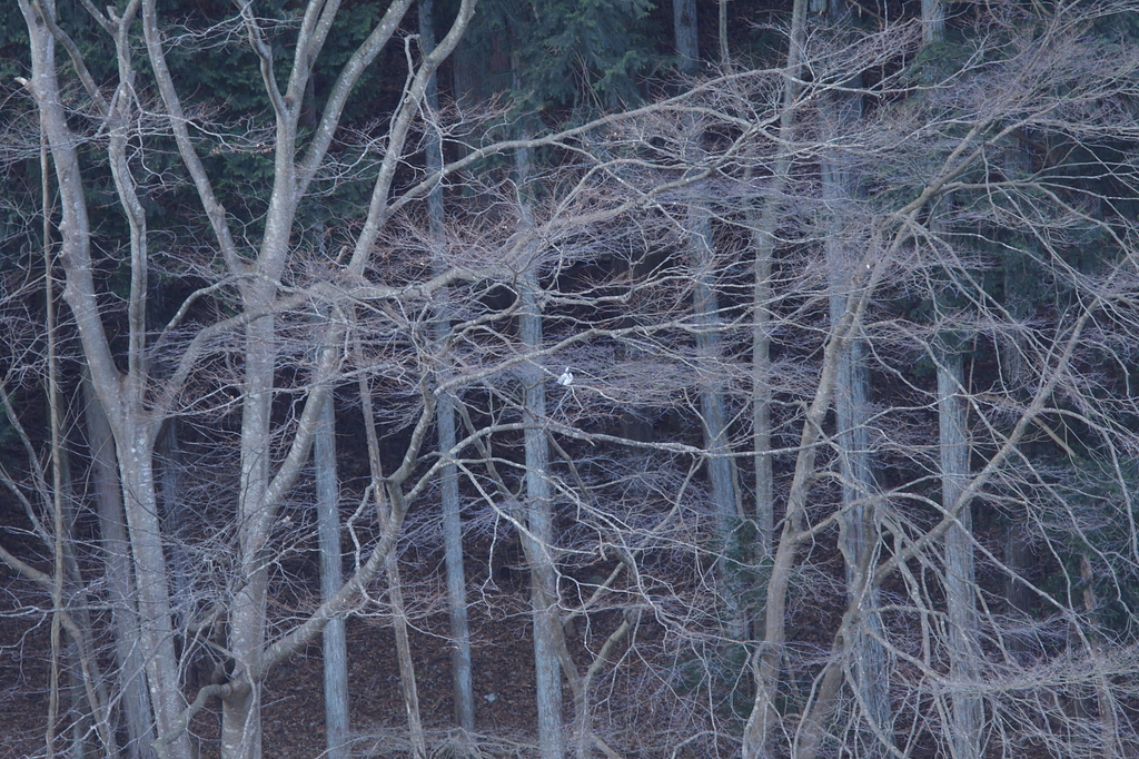 遠すぎ１００ｍ