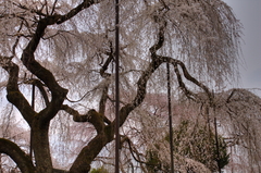 しだれ桜