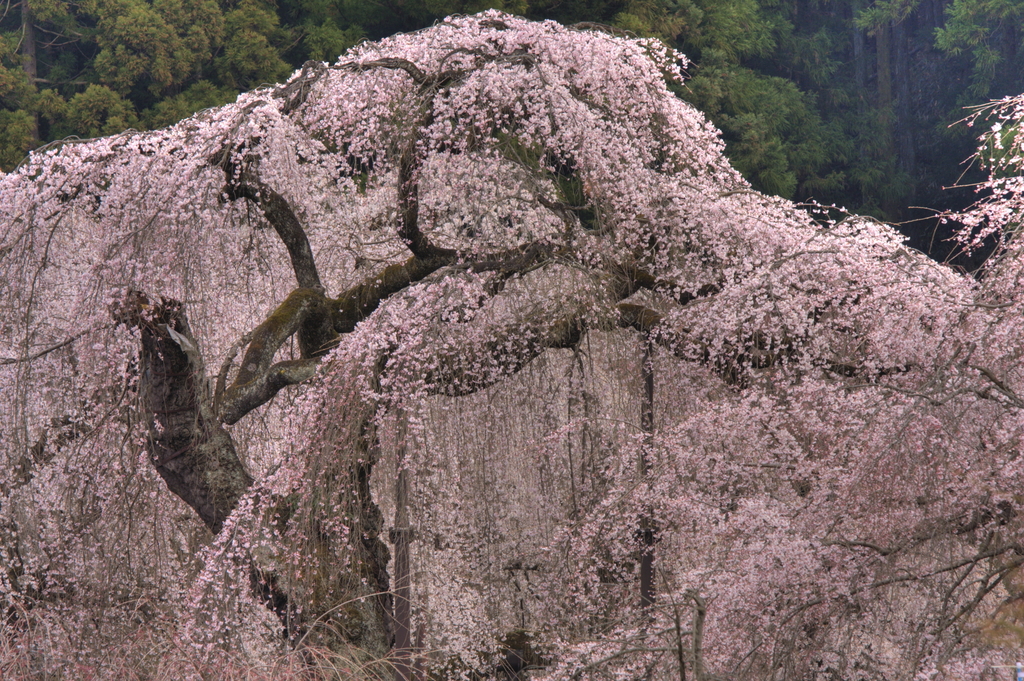 しだれ桜