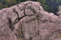 しだれ桜