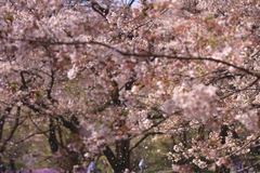 桜散る