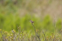 ノビタキ♀