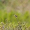 ノビタキ♀